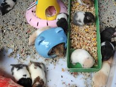 -桂林市花鸟市场