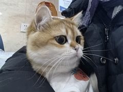 -思琪宠物医院(昆山花桥店)