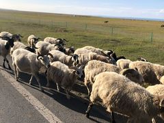 -青海湖国家重点风景名胜区