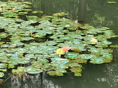-荔枝公园(福田区)