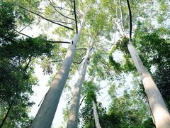 -燕晗山郊野公园