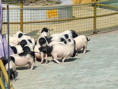 -无锡动物园·太湖欢乐园