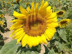 -武汉紫薇都市田园