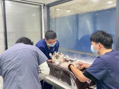 -伟伟宠物医院·CT影像中心·瑞派犬猫综合性门诊(汉口总院)