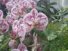 -北京植物园-展览温室