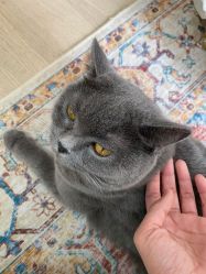 -一笔绣狂草美甲坊