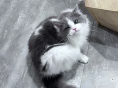 -楼上猫咖(罗湖店)