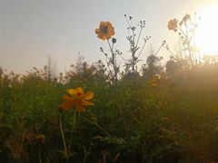 -瑶湖郊野森林公园