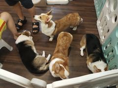 -柯斗斗主题餐厅·狗咖·围炉煮茶·茶饮(国瑞升平里店)