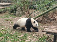 -成都动物园