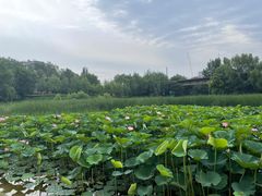 -护国法轮寺