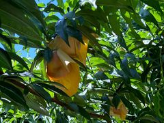 -老袁家蜜桃农场·阳山水蜜桃