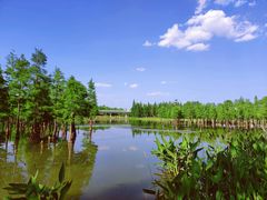 -白鹭湾湿地公园