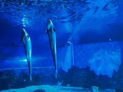 -北戴河圣蓝海洋公园