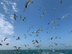 -海驴岛(荣成市)
