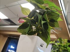 -华莱士·全鸡汉堡(坂田店)