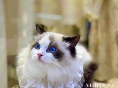 -欣宠猫屋·矮脚拿破仑·蓝金金渐层