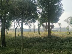 -两河城市森林公园