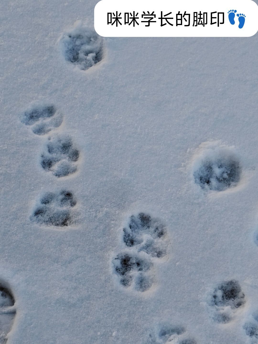 天天领红包小猫雪天留在的小脚印 可可爱
