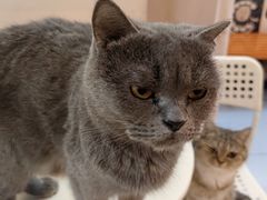 -我爱猫咪·猫咖·狗咖·安哥拉兔·羊驼咖(小寨华旗店)