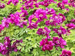 -洛阳市隋唐城遗址植物园