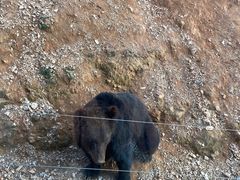 -泉州海丝野生动物世界