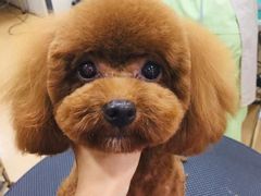 -芭比堂宠物医院·全科爱猫医院·仁德分院