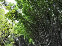 -玉树公园