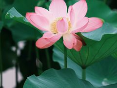 -荷塘月色湿地公园·向阳花洲