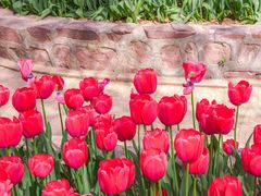 -洛阳郁金香牡丹园