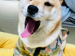 -逗柴咖啡屋·狗咖猫咖宠物桌游