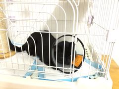 -芭比堂动物医院(广州爱宠下渡路分院)
