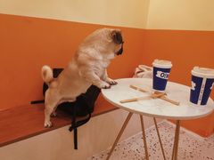 -喜柴咖啡·柴犬狗咖