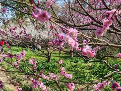 -上海海湾国家森林公园