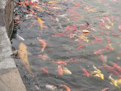 -白洋淀景区