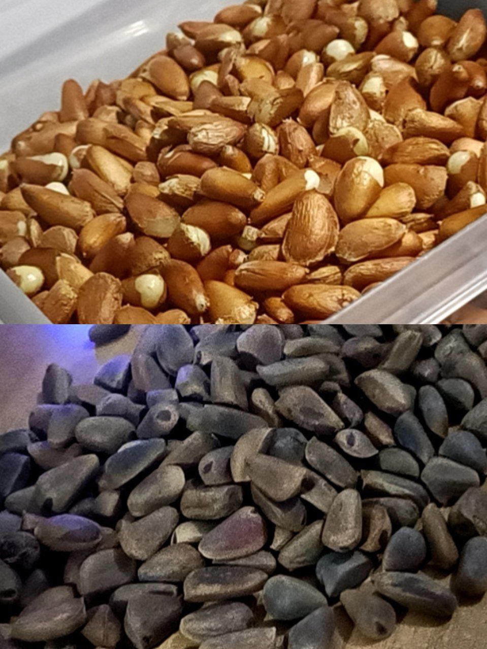 松子真容易发霉啊!