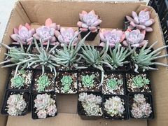 -龙大花卉苗木市场