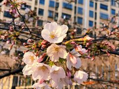 -高东镇樱花园