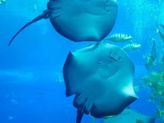 -珠海长隆海洋王国