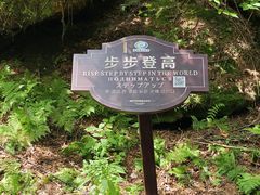 -汤旺河林海奇石景区
