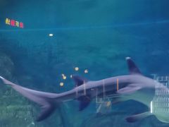 -烟台海昌鲸鲨海洋公园