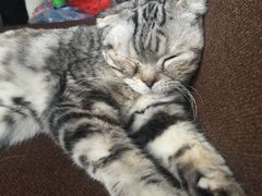 -喵园·猫主题咖啡厅·撸猫·猫咖(国贸店)