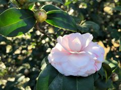 -中国科学院华南植物园