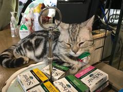 -共舞时光猫咖·狗咖(新街口店)