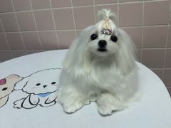 -FAELING PETS美天灵宠物(富力广场店)