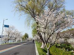 -羊山湖公园