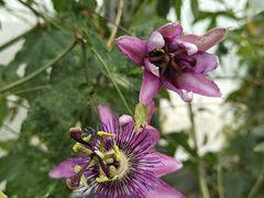 -国家植物园南园