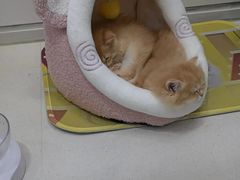 -糯米喵星人总部直营旗舰店·猫舍·幼猫出售