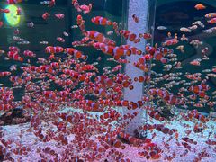 -海合安成都极地海洋公园