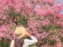 -东莞植物园